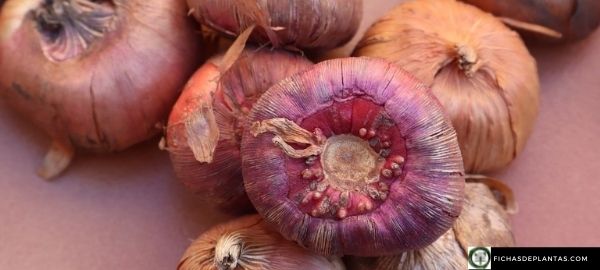 gladiolos cuidados y cultivo