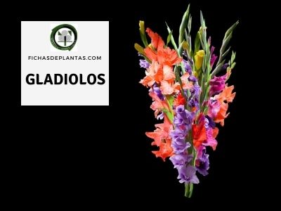 gladiolas plantas