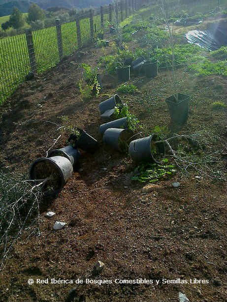 31 Plantas para Fitorremediación