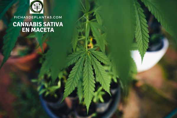 Cannabis sativa