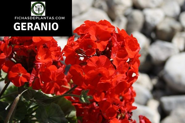 Como tener unos geranios preciosos