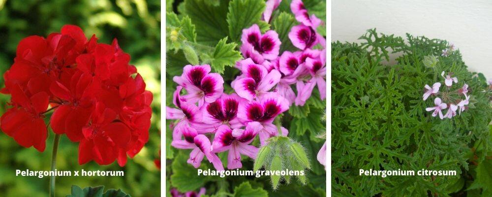 Variedades de Geranios