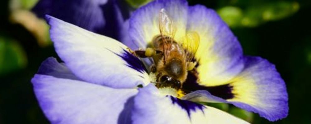 pensamientos flores abejas, polinizadores