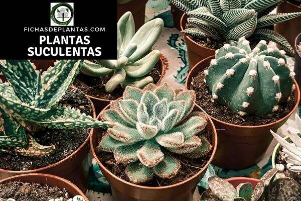 Guía de cultivo de plantas suculentas