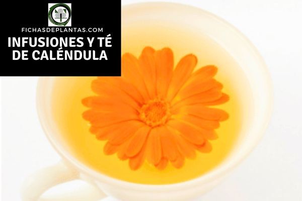 Infusiones y Té de Caléndula